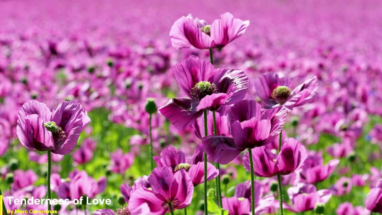 Tenderness of Love