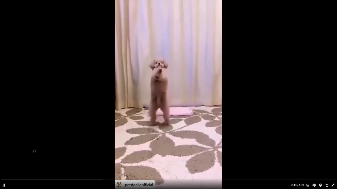 Humor: Dogs with rhythm, multiple clips. Had me laughing