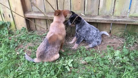 more yardwork
