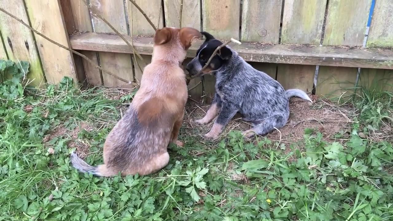 more yardwork