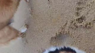 My 3 corgis at the beach (Shorts) #shorts