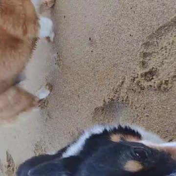 My 3 corgis at the beach (Shorts) #shorts