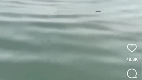 😱🐟 That's an Odd Looking Fish! | FunFM