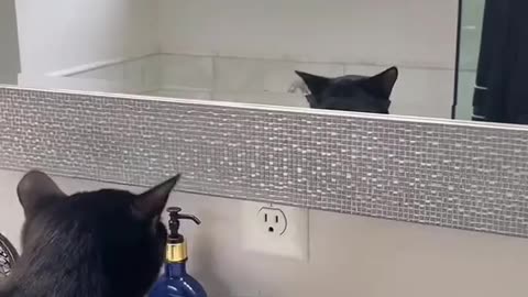 Cat Funny Video