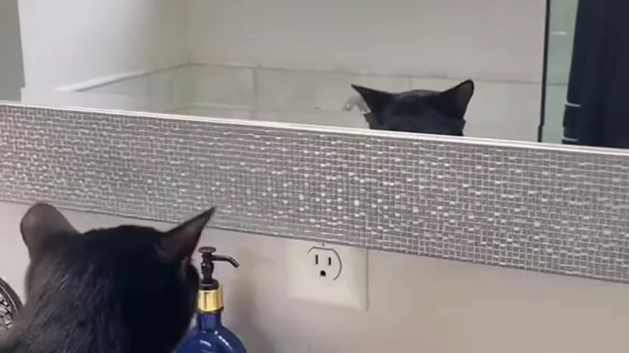 Cat Funny Video
