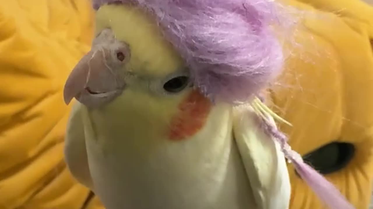 "Little Bird Singing with Joy! 🎶🐦"#shorts