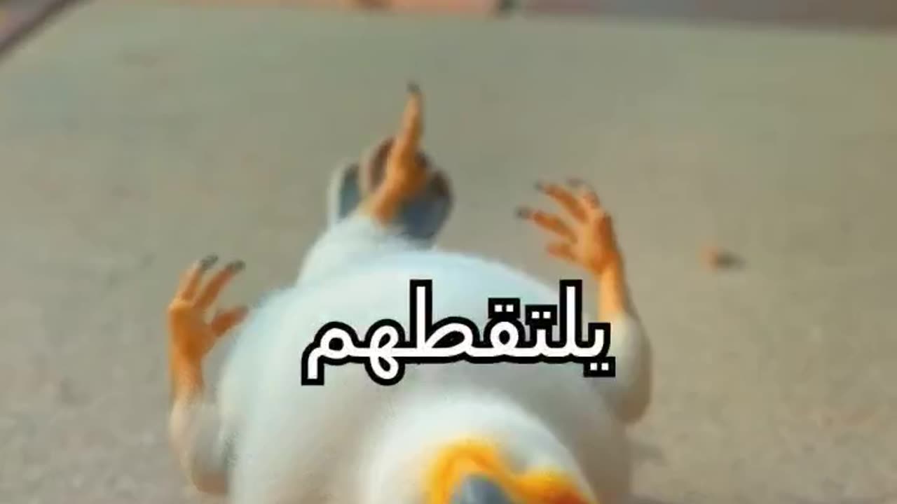على سمعت من قبل عن طيور تسكر 😲؟؟!!!