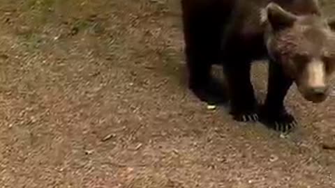 Breaking: Bear attacks human @TransfagarasanRo
