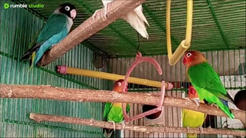 Love birds Live