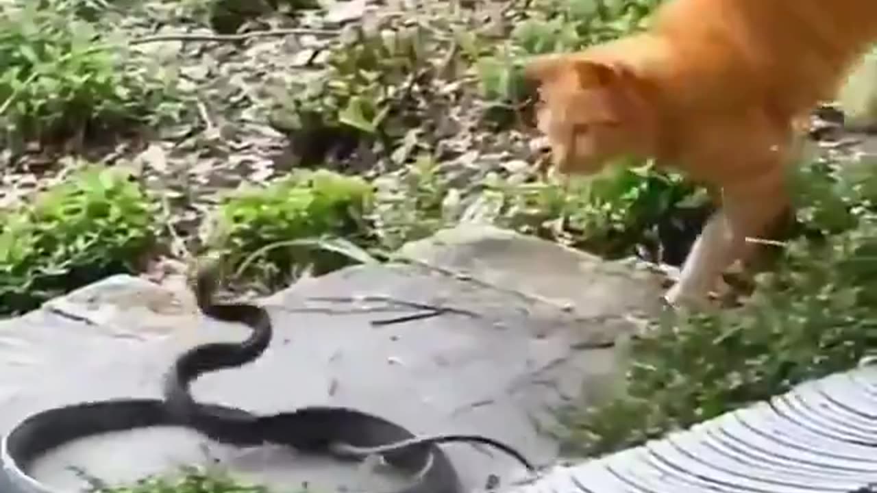 Cats vs snakes
