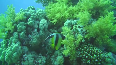 Poisson Crocher