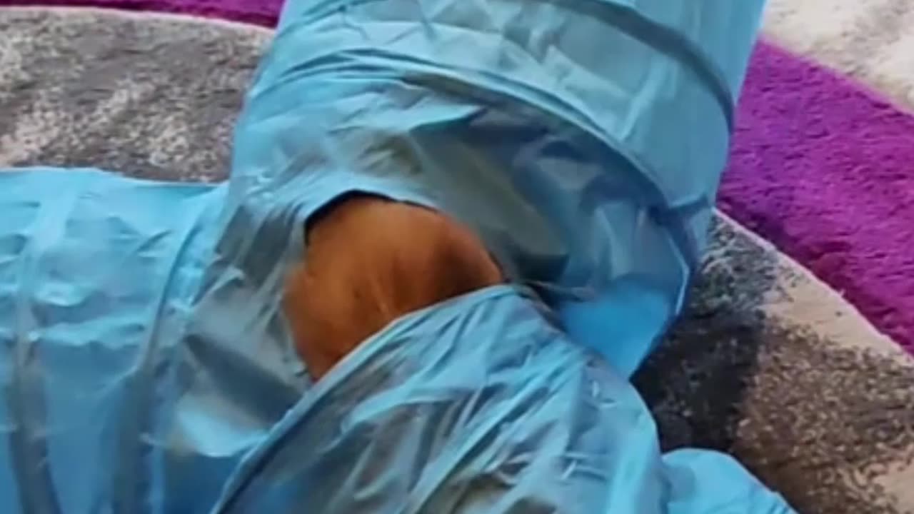 3 Way Cat Tunnels