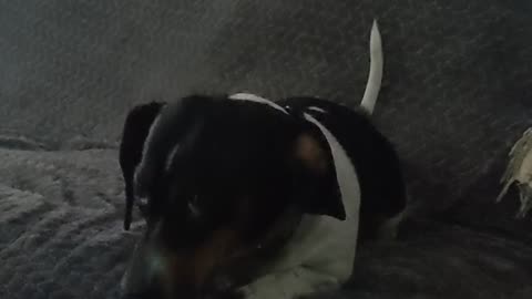 Puppys