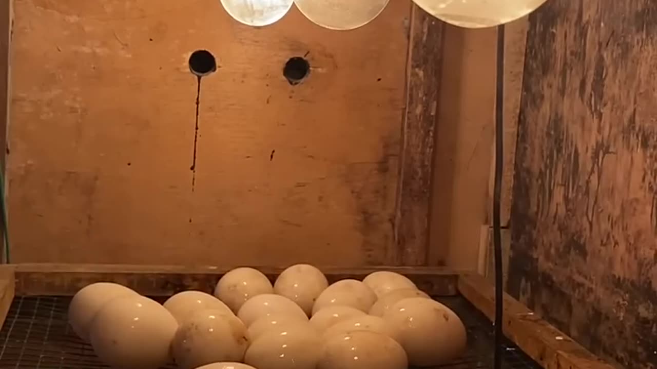 Incubator