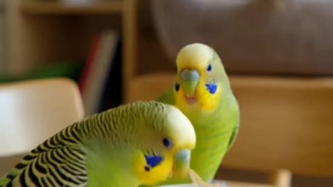 Why budgies are the funniest pets?😱