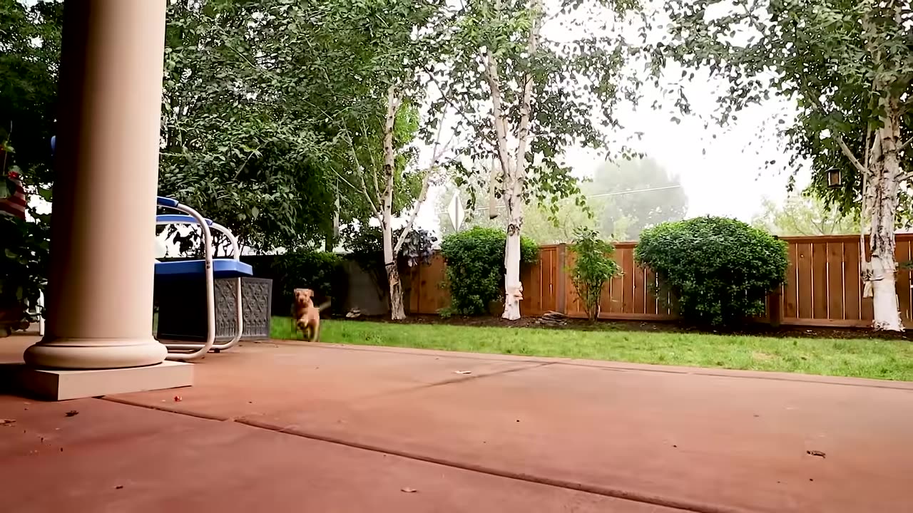 “Dog Potty Training in JUST 7 Days — The Method Every Owner Should Know!”