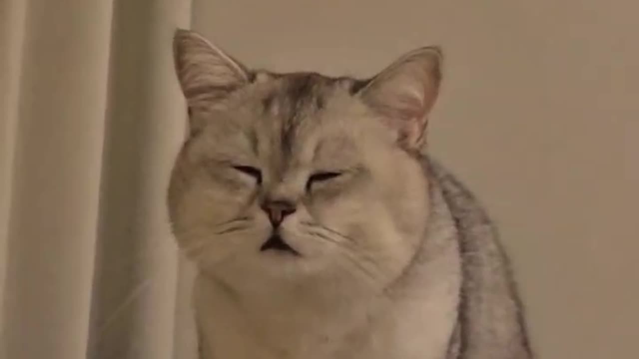 Sleepy Cat