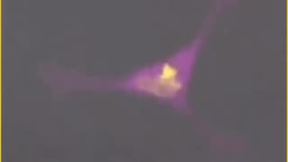 Watch how a T cell hunts and destroys cancer