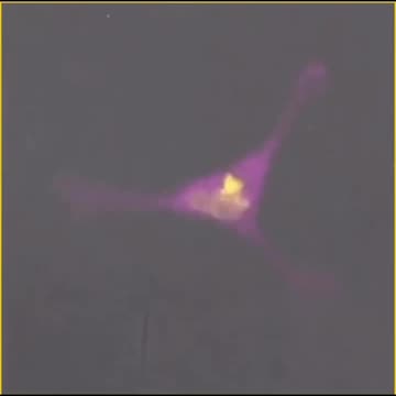 Watch how a T cell hunts and destroys cancer