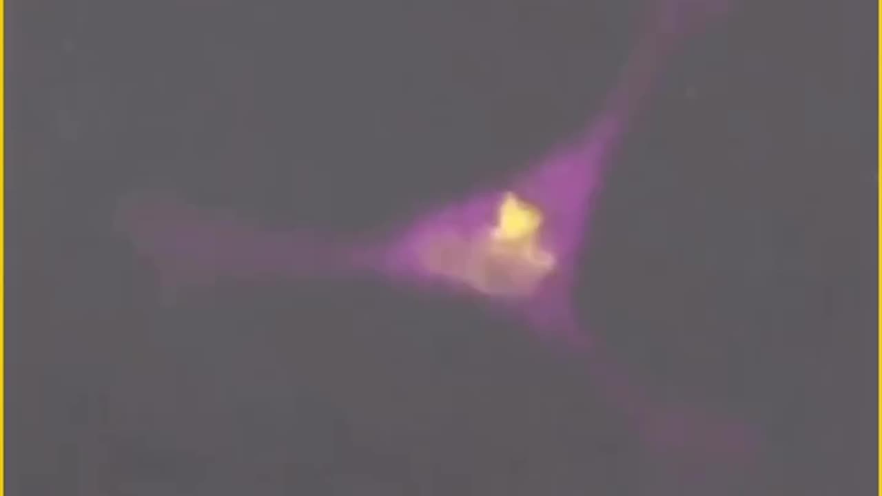 Watch how a T cell hunts and destroys cancer