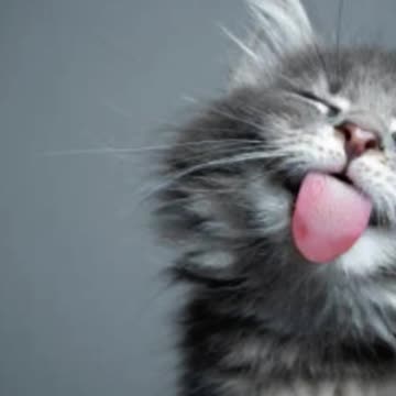 Mixed Nutz- 4/27/2025