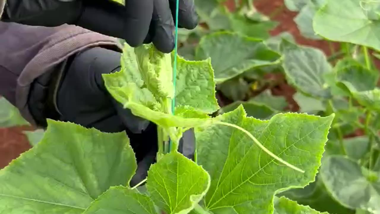 Hıyar bitkilerini ipe sarma (Wrapping cucumber plants with rope)