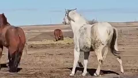 Hilarious Horses Trip Over Each Other