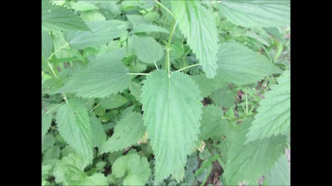 Clearing the Aura Stinging Nettles July 2025