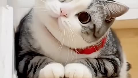 Funny pets reactions