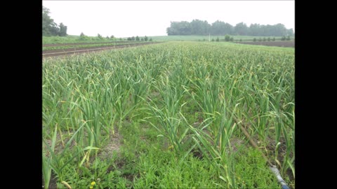 Peduncle Arising Garlic Scape June 2026