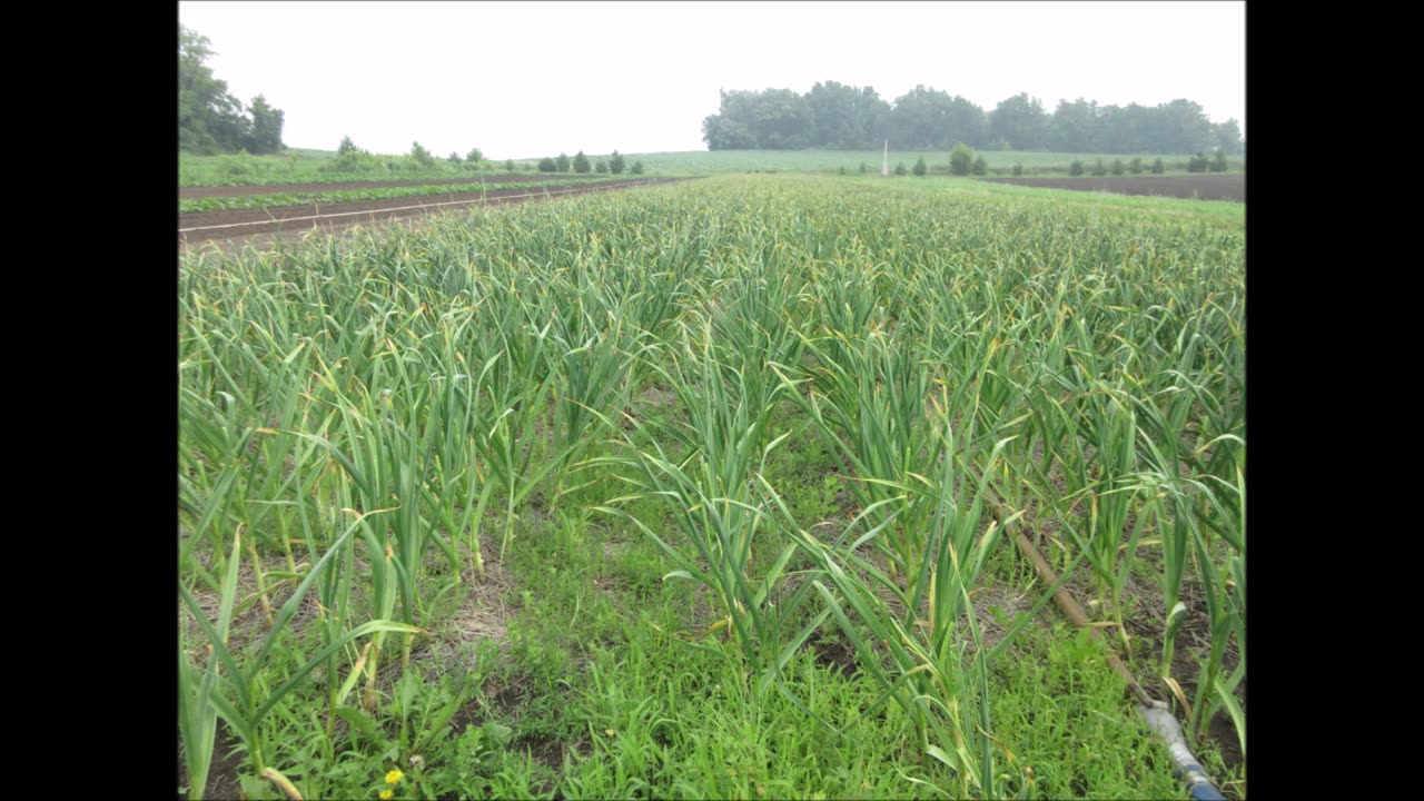 Peduncle Arising Garlic Scape June 2026