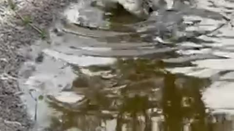 GATOR CAUGHT ON CAMERA PLAYING 🤣WITH A SQUEAKY TOY IN VENICE FLORIDA