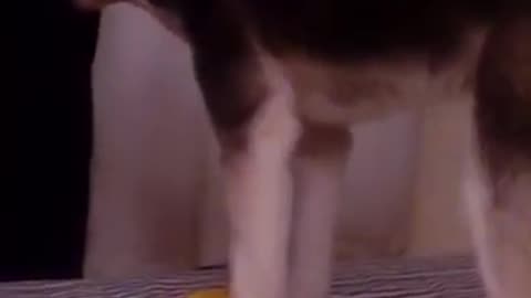 crazy dogs