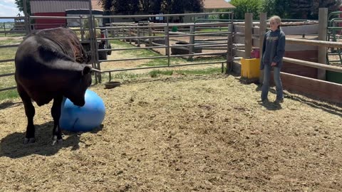 Playing Ball With a Cow