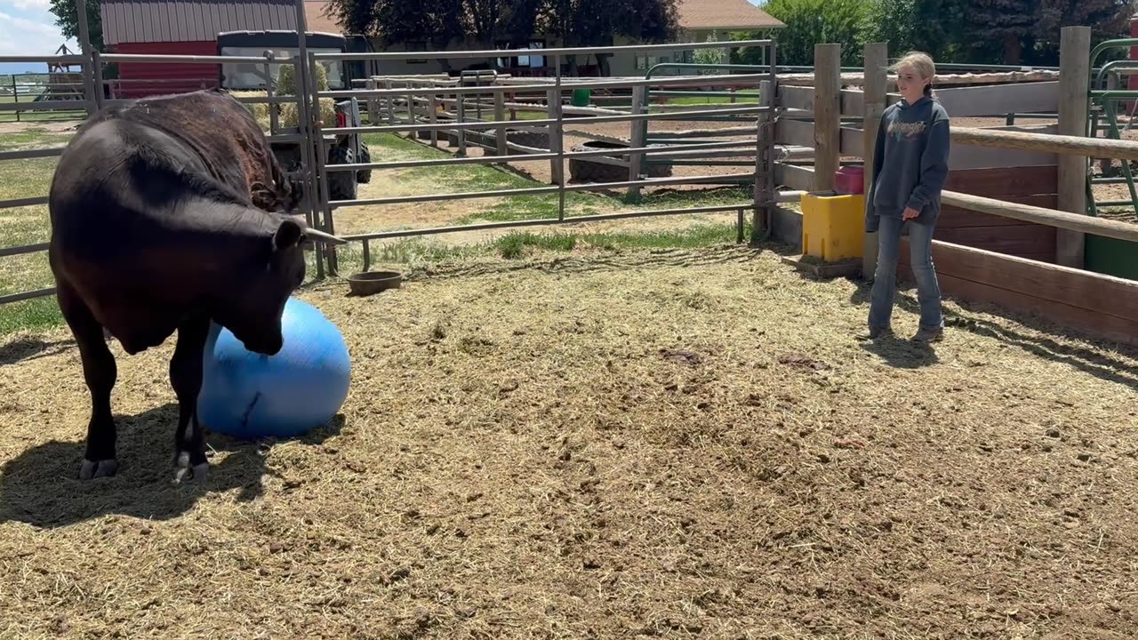 Playing Ball With a Cow