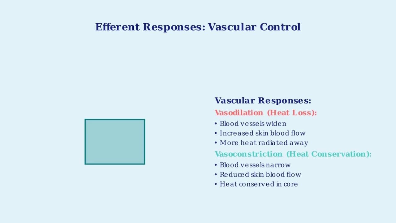 Human body temperature regulation