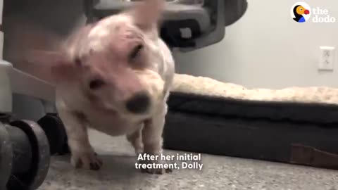 Dog So Matted She Looked Like a Walking Cotton Ball Gets Cutest Makeover | The Dodo