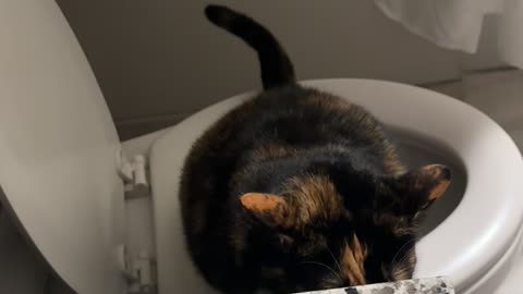 Cat Teaches Itself Toileting Trick