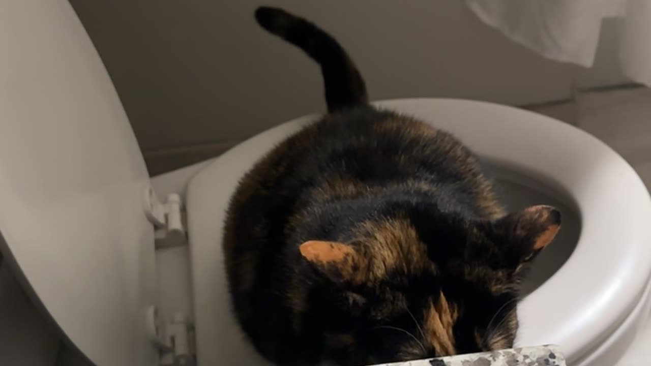 Cat Teaches Itself Toileting Trick