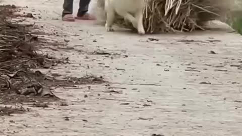 Best Dog !!