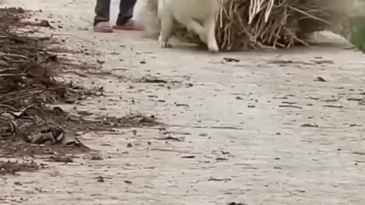Best Dog !!