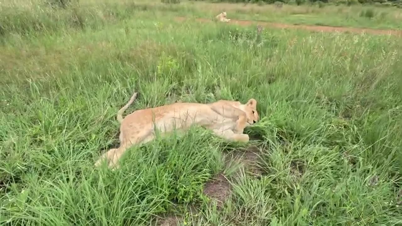 LIONS Play in the Water