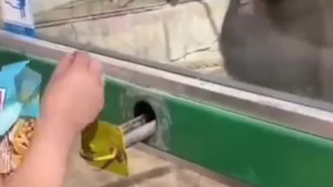 Funny Animal Video 1