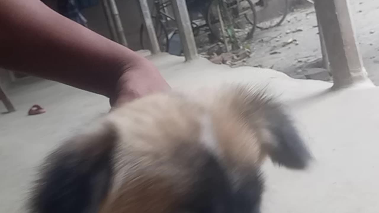 Funny dog