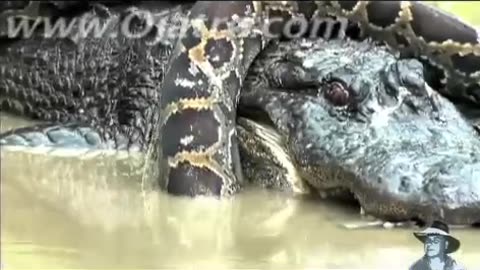 Python vs Alligator -- Real Fight -- Python attacks Alligator(15 years Old Video)