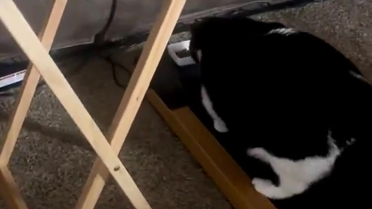 Quick learner!