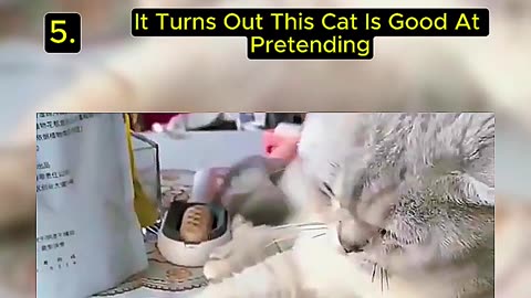 5 Purr-fectly Random Cat Moments That Went Viral!