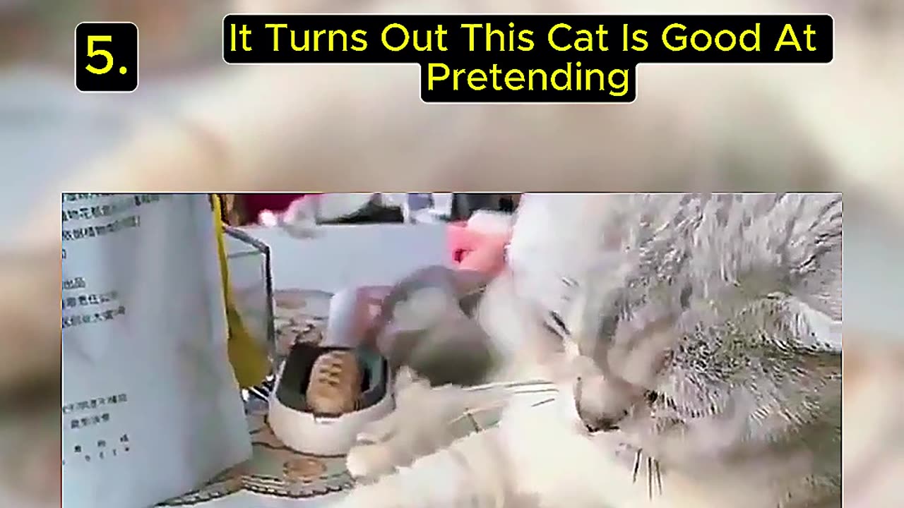 5 Purr-fectly Random Cat Moments That Went Viral!