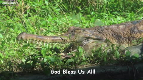 #3_Crocodiles suntan at Taipei Zoo, Taiwan