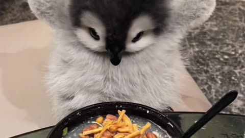 little cute penguin #cute #cuteanimal #cutepenguin #penguin #pets #adorable
